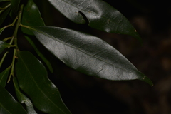 Cryptocarya meisneriana