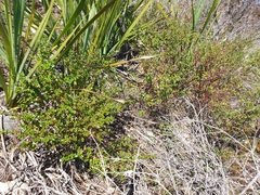 Gonocarpus oreophilus