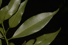 Cryptocarya meisneriana