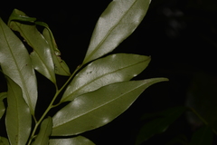 Cryptocarya meisneriana