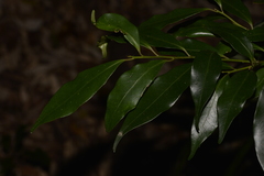 Cryptocarya meisneriana