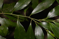 Cryptocarya meisneriana