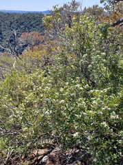 Leionema elatius beckleri