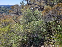 Leionema elatius beckleri