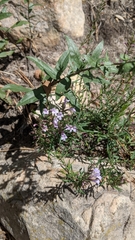 Hedeoma hyssopifolia