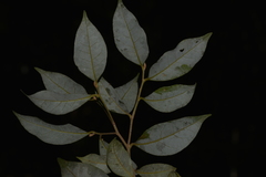 Cryptocarya dorrigoensis