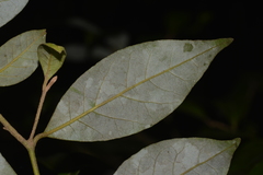 Cryptocarya dorrigoensis