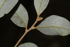 Cryptocarya dorrigoensis