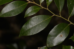 Cryptocarya dorrigoensis