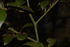 Cryptocarya dorrigoensis