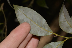 Cryptocarya dorrigoensis