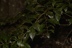 Cryptocarya dorrigoensis