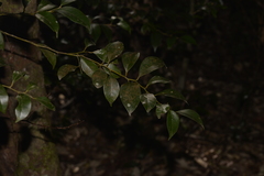 Cryptocarya dorrigoensis