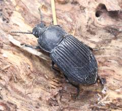 Heterotarsus