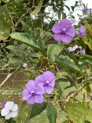 Brunfelsia grandiflora