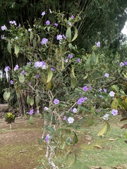 Brunfelsia grandiflora