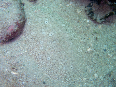 Pardachirus pavoninus