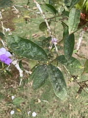Brunfelsia grandiflora