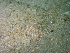 Pardachirus pavoninus