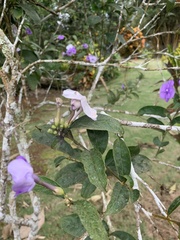 Brunfelsia grandiflora