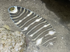 Zebrias zebra