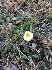 Anemonoides nemorosa