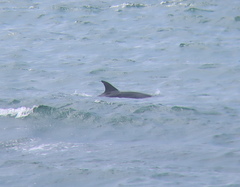 Tursiops aduncus
