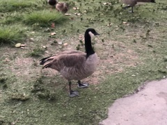 Branta canadensis