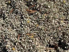 Eriogonum caespitosum