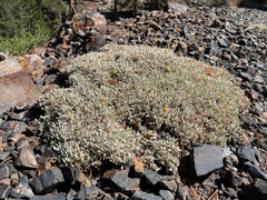 Eriogonum caespitosum