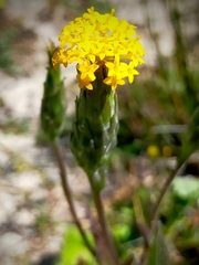 Podotheca gnaphalioides