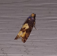 Epinotia trigonella