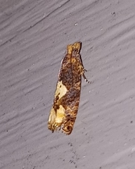 Epinotia trigonella