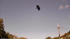 Corvus macrorhynchos connectens