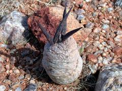 Larryleachia marlothii