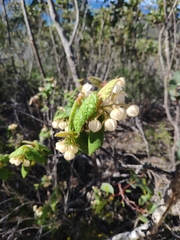 Lasiopetalum schulzenii