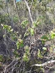 Lasiopetalum schulzenii