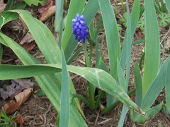 Muscari neglectum