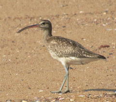 Numenius phaeopus phaeopus