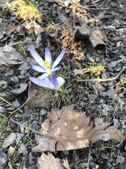 Crocus tommasinianus