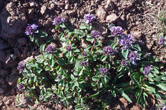 Thymus fedtschenkoi
