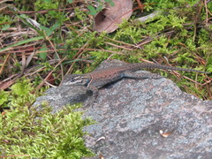 Sceloporus jarrovii
