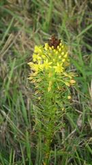 Bulbine abyssinica