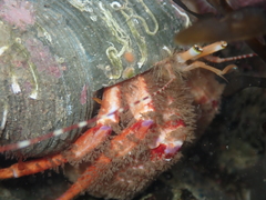 Diacanthurus spinulimanus