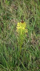 Bulbine abyssinica