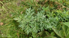 Artemisia vulgaris