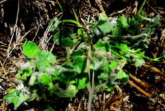 Lobelia ardisiandroides