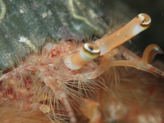 Diacanthurus spinulimanus