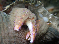 Diacanthurus spinulimanus