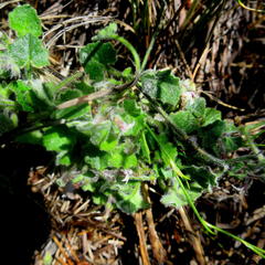 Lobelia ardisiandroides